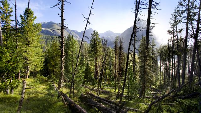 Les forêts pourront compter sur un crédit total de 521 millions de francs pour les quatre ans à venir. [KEYSTONE - GAETAN BALLY]