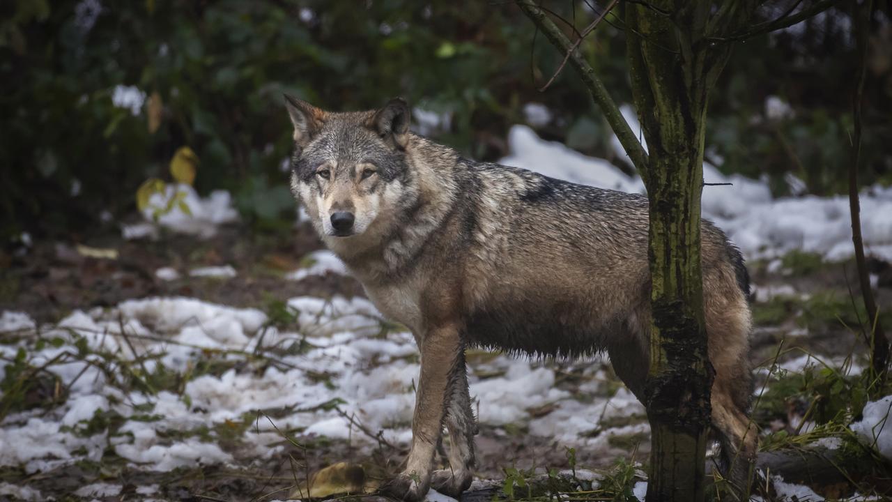 Un loup au Wildnispark Langenberg, photographié le vendredi 8 décembre 2023 à Langnau am Albis (Image d'illustration). [keystone - Michael Buholzer]