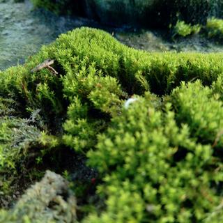 Des bryophytes. [Depositphotos - mangkelin1]