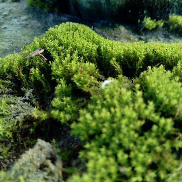 Des bryophytes. [Depositphotos - mangkelin1]