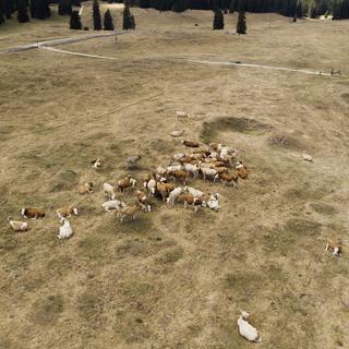 Un troupeau de vaches qui pâture dans un champ vaudois. [Keystone - Salvatore Di Nolfi]