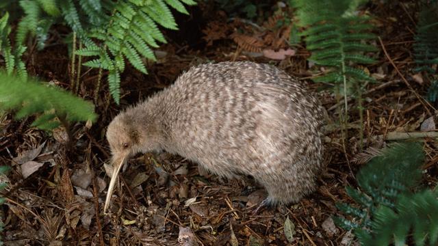 Un kiwi néo-zélandais. [afp - Eurasia Press / Photononstop]