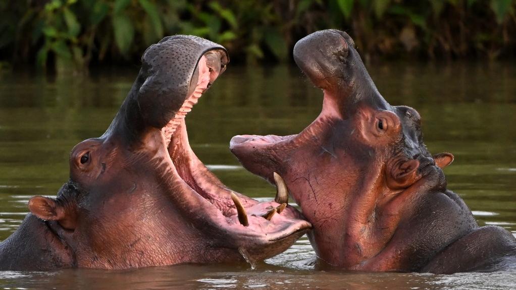 Des hippopotames, descendants d'un petit troupeau introduit par le baron de la drogue Pablo Escobar, à l'état sauvage dans un lac près du parc à thème Hacienda Napoles, autrefois zoo privé d'Escobar, à Doradal, dans le département d'Antioquia, en Colombie, le 19 avril 2023. [AFP - Raul Arboleda]