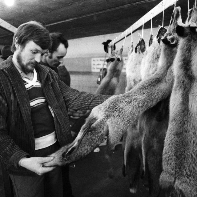 La tradition des marchés aux fourrures de renards existe en Suisse depuis deux cents ans. [Keystone - Photopress-archiv/str]
