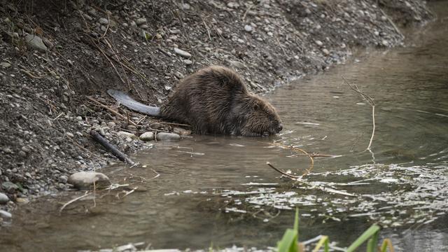 Dans le cadre de la révision de la loi sur la chasse, le gouvernement veut passer d'une régulation réactive à une régulation proactive de certaines espèces, dont le castor. [Keystone]