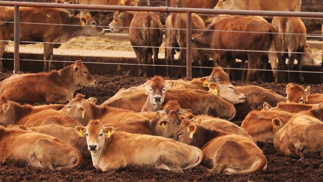 Des vaches dans un élevage américain. [Reuters - David Swanson]