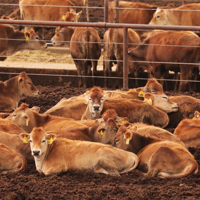 Des vaches dans un élevage américain. [Reuters - David Swanson]