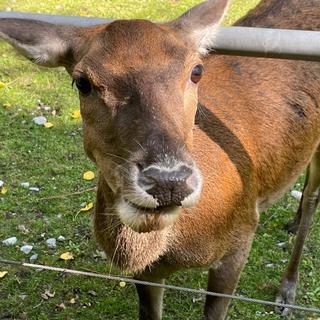 Petit tour au zoo de Servion  23.07.24 [RTS]