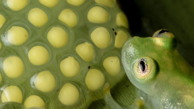 Les mâles de l'espèce de grenouille de verre Hyalinobatrachium valerioi sont des pères très dévoués. [UniBE - Francesca Angiolani]