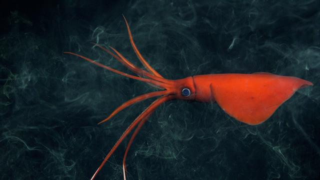 Un calmar à coup de fouet (Mastigoteuthis) rarement observé, documenté à 1105 mètres de profondeur après l'encrage au mont sous-marin 17 (Ikhtiandr) dans la crête de Nazca. [Schmidt Ocean Institute - ROV SuBastian]