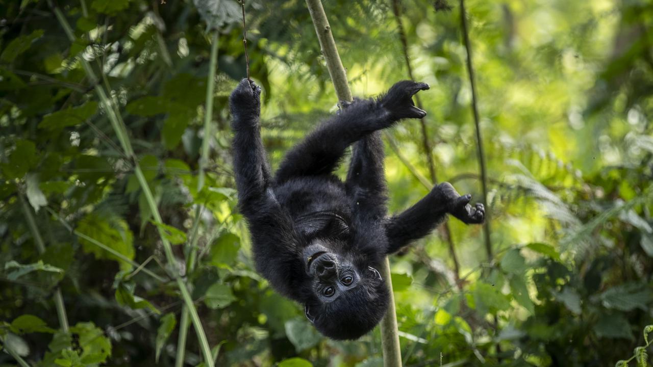 Un bébé gorille des montagne d'un an dans la forêt du parc national Bwindi Impenetrable, dans le sud-ouest de l'Ouganda, le 3 avril 2021. [Keystone - AP photo]