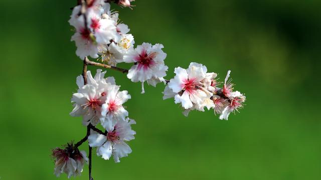 Quelques producteurs pionniers ont commencé à cultiver des amandes en Suisse. [Keystone - Alaa Badarneh - EPA]