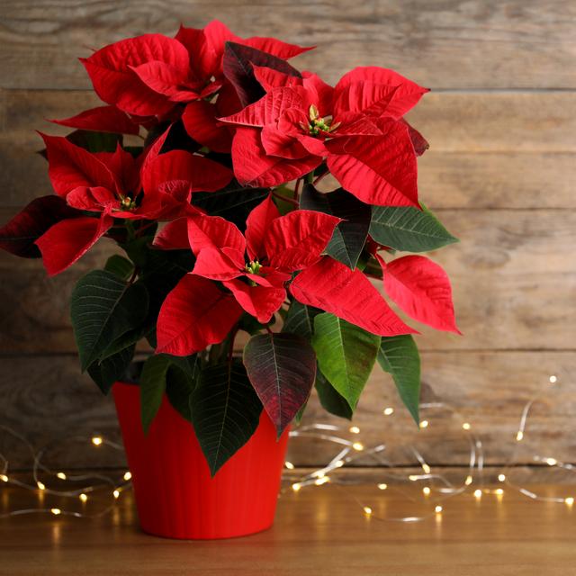 Des poinsettias. [Depositphotos - © NewAfrica]