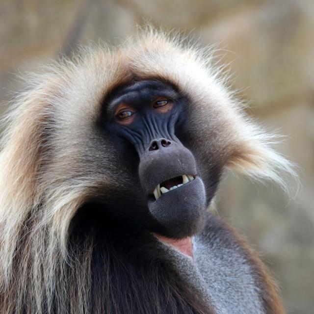 Un singe Gélada (Theropithecus gelada). [Depositphotos - EBFoto]