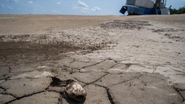 Un poisson mort dans le lit de la rivière Solimones au Brésil, touchée par la sécheresse. [EPA - Raphael Alves]