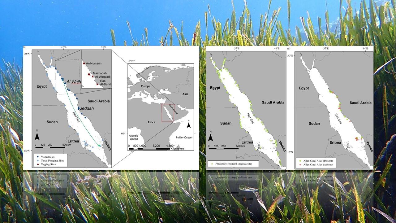 Image de gauche: zone visitées par les tortues. Image de droite, comparaison entre les herbiers marins détectés par les tortues (à gauche) et ceux détectés par satellite (à droite). En rouge, les zones qui n'étaient pas des herbiers marins. [Wikipedia/Hugo F, Mann/King Abdullah University of Science and Technology (KAUST) - Frédéric Ducarme]