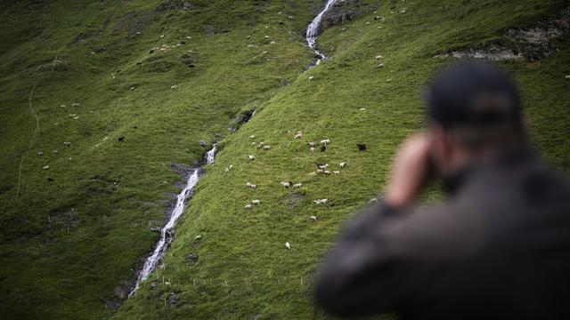 Un berger surveille son troupeau dans la montagne. [Keystone - Gian Ehrenzeller]