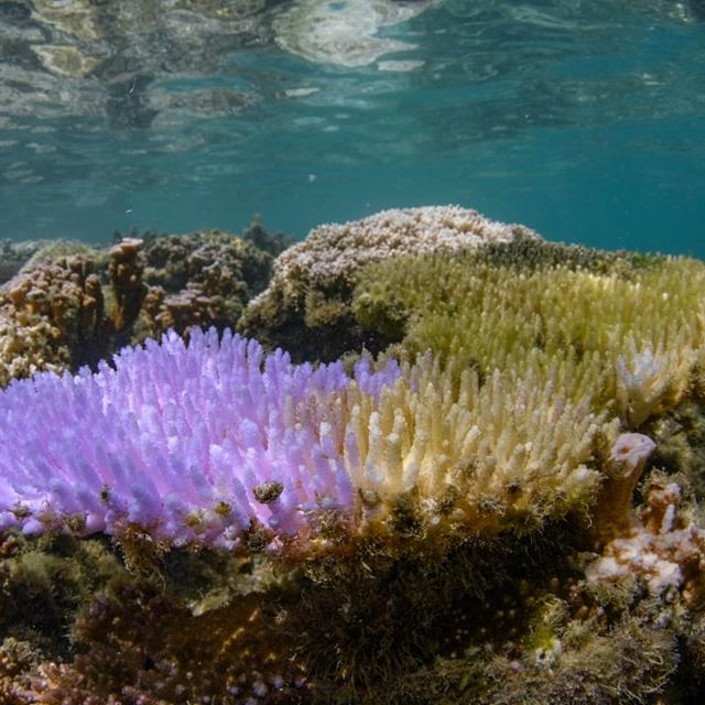 L'Agence américaine d'observation océanique et atmosphérique (NOAA) a lancé une nouvelle alerte concernant le blanchissement massif des coraux (2024). [©Association Tama No Te Tairoto]