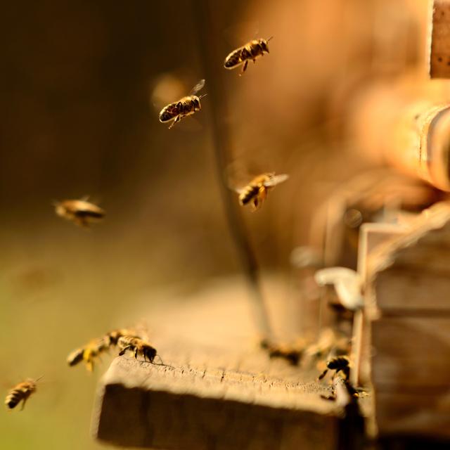 Des scientifiques de l'UNIL et de l'EPFL ont démontré que les abeilles sont capables de produire des nutriments pour nourrir leur microbiote. [Depositphotos - Markus6318]