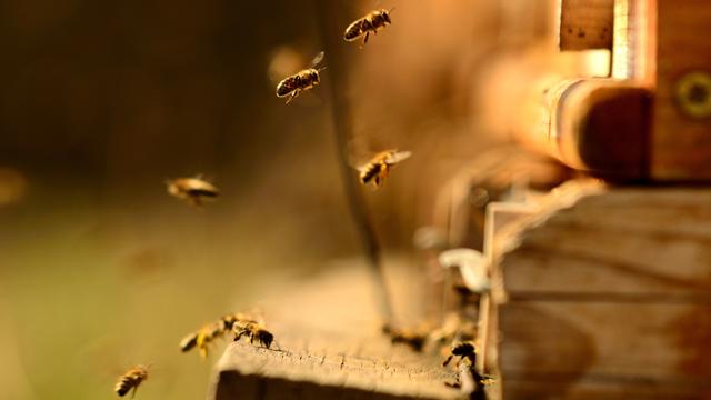Des scientifiques de l'UNIL et de l'EPFL ont démontré que les abeilles sont capables de produire des nutriments pour nourrir leur microbiote. [Depositphotos - Markus6318]