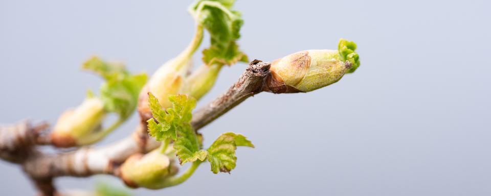 Des bourgeons de cassis. [Depositphotos - Faustasyan]