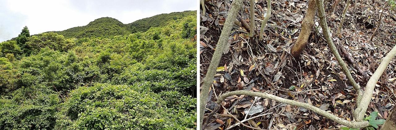 La plante Relictithismia kimotsukiensis a été trouvé dans une forêt secondaire de feuillus persistants tout au sud du Japon. [Journal of Plant Research - Yasunori Nakamura]