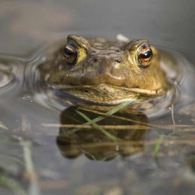 Un crapaud commun. [AFP - ©WINANTS J.M./HorizonFeatures/Leemage]