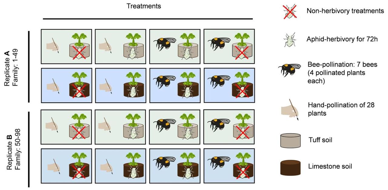 Conception de l'étude expérimentale sur l'évolution [Nature Communications - Florian P. Schiestl & al./UZH]