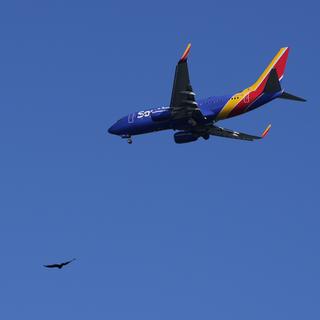 Des oiseaux dans le ciel de l'aéroport de Palm Beach (image d'illustration). [Keystone/AP Photo - Carolyn Kaster]