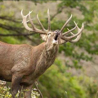 La surpopulation de cerfs met en danger les forêts suisses (image d'illustration). [Keystone]