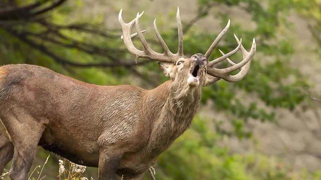 La surpopulation de cerfs met en danger les forêts suisses (image d'illustration). [Keystone]