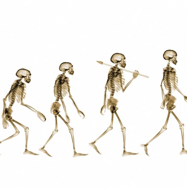 L'évolution de l'être humain. [AFP - NICK VEASEY / SCIENCE PHOTO LIBRARY]