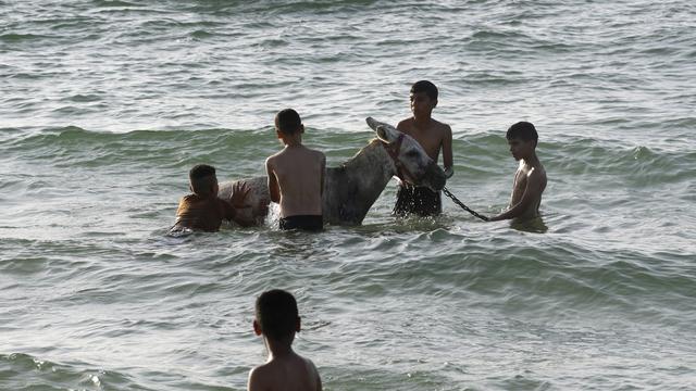 À l'instar des êtres humains, les créatures animales tels que les ânes (ici rafraîchi lors d'une canicule à Gaza) sont douées de sensibilité et peuvent être endeuillées. [Keystone/AP Photo - Adel Hana]