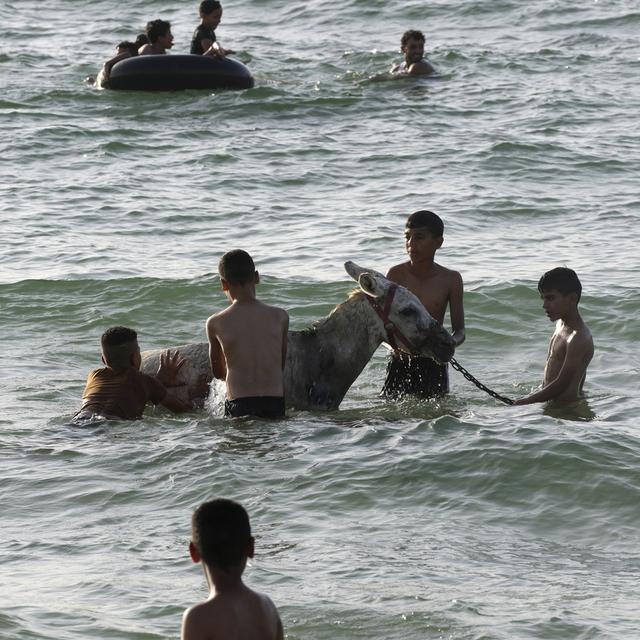 À l'instar des êtres humains, les créatures animales tels que les ânes (ici rafraîchi lors d'une canicule à Gaza) sont douées de sensibilité et peuvent être endeuillées. [Keystone/AP Photo - Adel Hana]