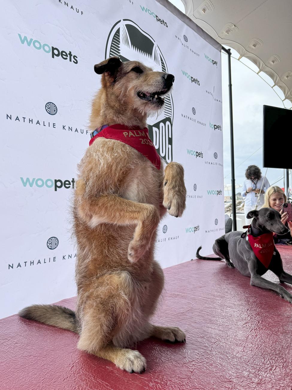 Kodi a reçu la Palm Dog à Cannes. [KEYSTONE - LOUISE DIXON]