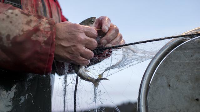 Un pêcheur a découvert plus d'une centaine de hotus adultes en train de frayer dans un ruisseau à Gams (SG). [Keystone]