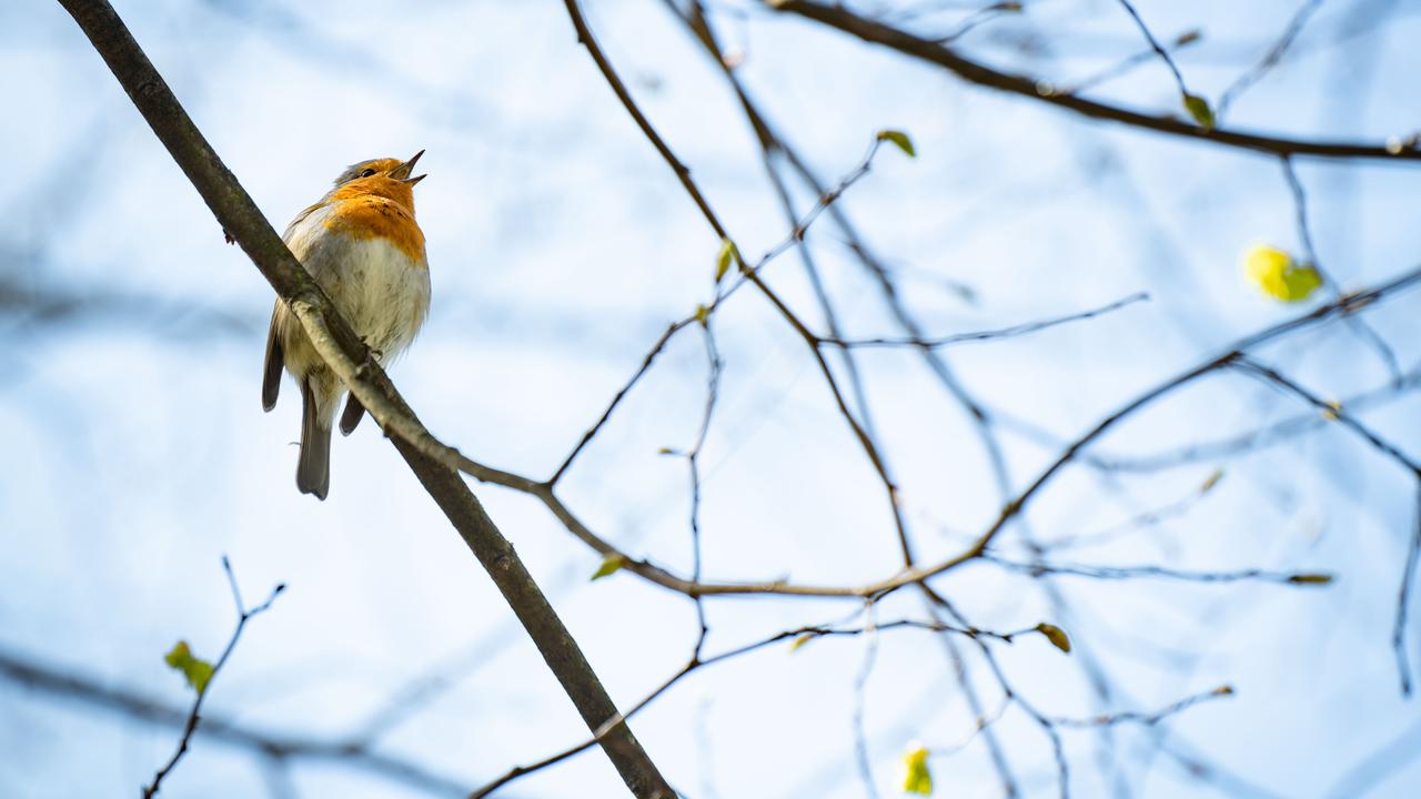 Le rouge-gorge a été élu oiseau de l'année 2025. [Keystone]