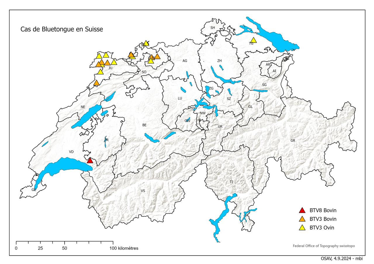 Répartition des cas de BTV chez les bovins et les mouton en Suisse, 4.09.2024 [OSAV - swisstopo]