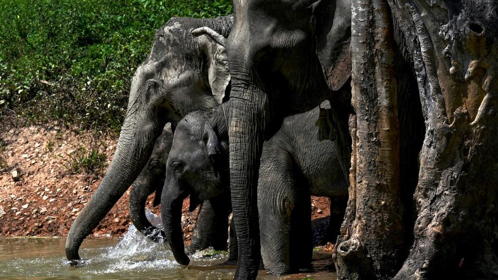 Des éléphants boivent au Centre de conservation des éléphants de la province de Sainyabuli au Laos, le 13 octobre 2024. [AFP - TANG CHHIN Sothy]