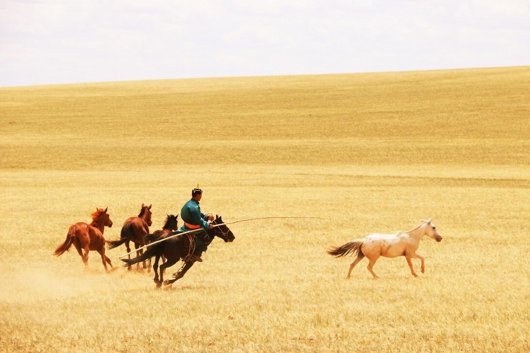 Les éleveurs montent, guident, attrapent ou s'amusent avec leurs chevaux en Mongolie intérieure, juillet 2019. [CNRS - Ludovic Orlando]