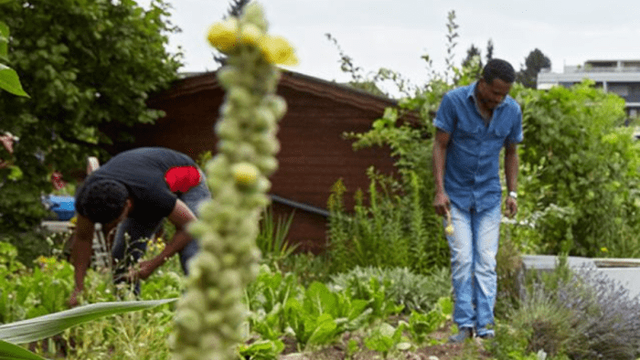 Nouveaux Jardins et Ouvre ton jardin sont deux projets mis en place par l’EPER en faveur de l’intégration des personnes migrantes par le jardinage. [www.eper.ch]