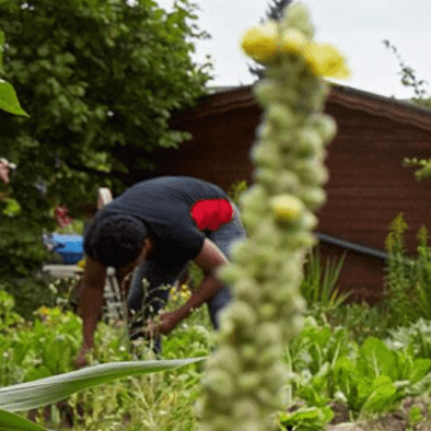 Nouveaux Jardins et Ouvre ton jardin sont deux projets mis en place par l’EPER en faveur de l’intégration des personnes migrantes par le jardinage. [www.eper.ch]