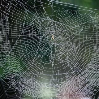 Une équipe de scientifiques japonais a réussi à répliquer en laboratoire la structure complexe de la soie utilisée par les araignées pour tisser leur toile. [Keystone/EPA - Narendra Shrestha]