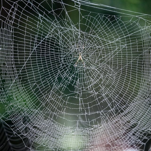 Une équipe de scientifiques japonais a réussi à répliquer en laboratoire la structure complexe de la soie utilisée par les araignées pour tisser leur toile. [Keystone/EPA - Narendra Shrestha]