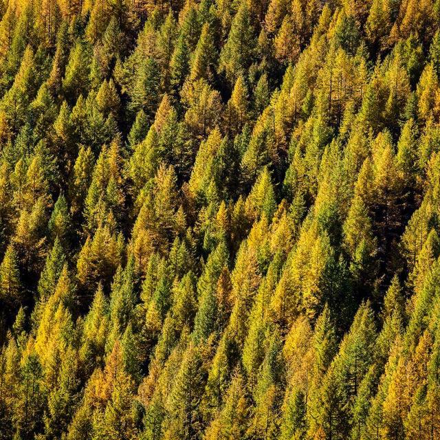 Une nouvelle réserve forestière voit le jour en Valais. [Keystone]