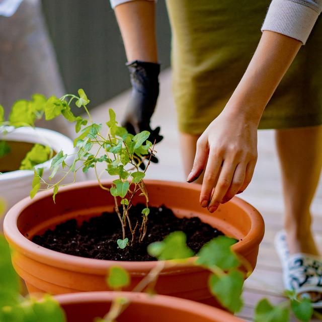 Une étude de l'Université d'Helsinki en Finlande a mis en lumière les vertus du jardinage urbain sur la santé. [Depositphotos - Kireyonok]