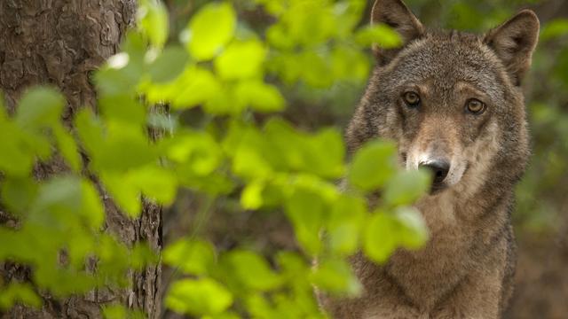 Les loups vivant en Europe pourraient être moins bien protégés à l'avenir (image d'illustration). [Keystone - WWF]