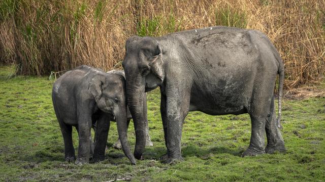 Une éléphante joue avec ses petits dans le parc national de Kaziranga, dans l'Etat d'Assam, au nord-est de l'Inde. [Keystone - Anupam Nath/AP photo]