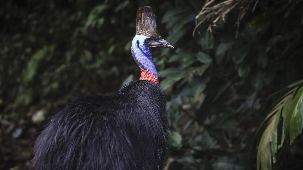 Le casoar à casque, un oiseau "dinosaure" menacé d'extinction en Australie. [AFP - DAVID GRAY]