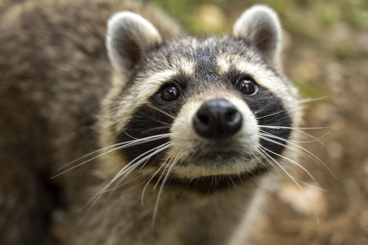 Un raton laveur (procyon lotor) dans le parc animalier Weihermaetteli à Liestal (BL), le mercredi 22 juin 2022. [KEYSTONE - Georgios Kefalas]